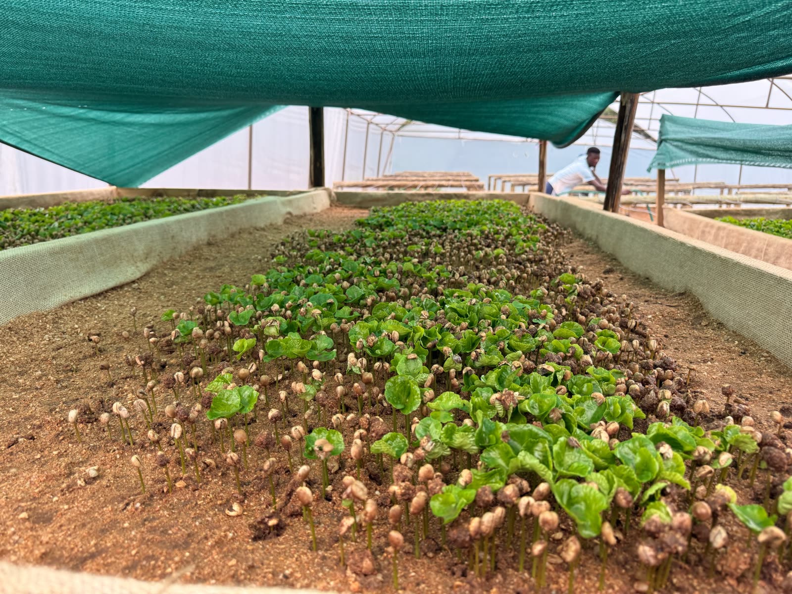 The first green signal at Grand Valley Farm 588