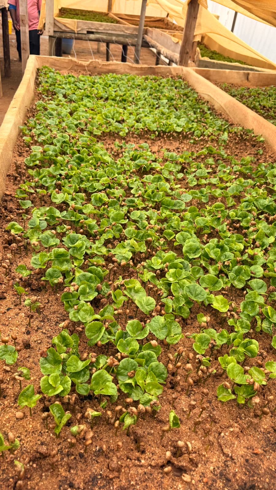 Early growth across the beds at Grand Valley Farm 588