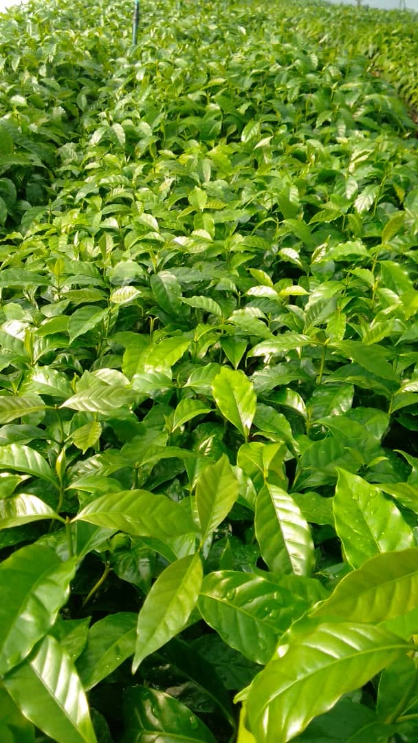 The canopy begins to fill at Grand Valley Farm 588