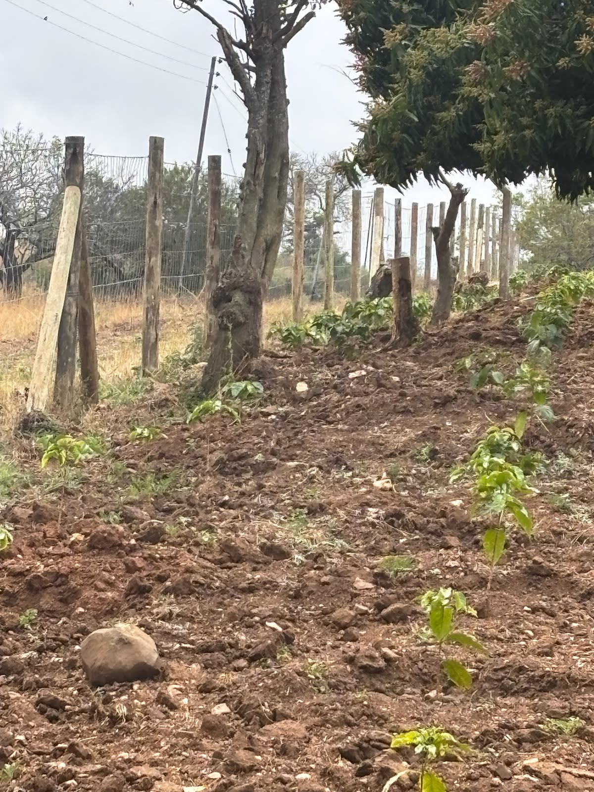 Young coffee trees established in prepared field rows at Grand Valley Farm
